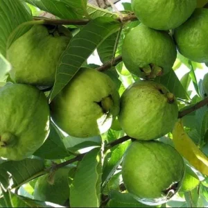 Pink Guava Live Plant for Outdoor Garden 8-12 Inch Tall - Sweet Fruiting Tree - Image 6