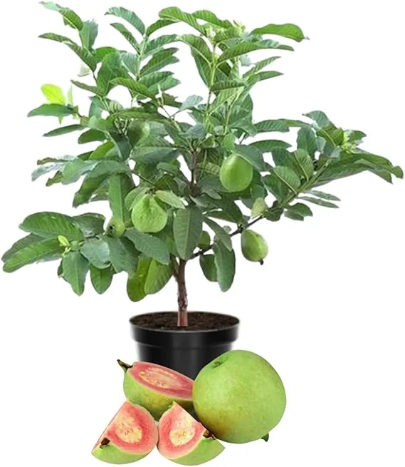 Pink Guava Live Plant - Sweet Edible Fruit Tree, 10 Inch Tall, Outdoor - Image 3