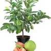 Pink Guava Live Plant - Sweet Edible Fruit Tree, 10 Inch Tall, Outdoor - Image 1