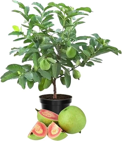 Pink Guava Live Plant - Sweet Edible Fruit Tree, 10 Inch Tall, Outdoor - Image 1