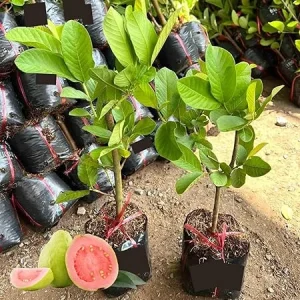 Pink Guava Tree Live Plant - 10 Inch Tall Sweet Tropical Fruit Tree for Home & Patio - Image 4