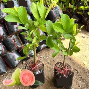 Pink Guava Tree Live Plant - 10 Inch Tall Sweet Tropical Fruit Tree for Home & Patio - Image 1