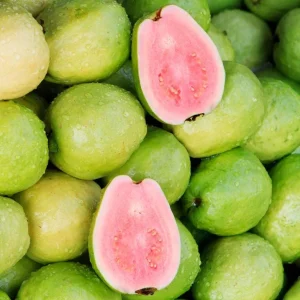 Pink Guava Tree Live Plant - 4 to 7 Inches Tall, Tropical Fruit for Indoor/Outdoor - Image 2