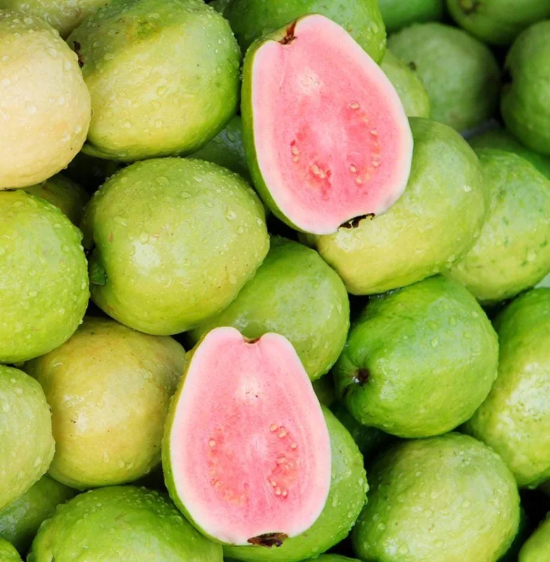 Pink Guava Tree Live Plant - 4 to 7 Inches Tall, Tropical Fruit for Indoor/Outdoor - Image 2