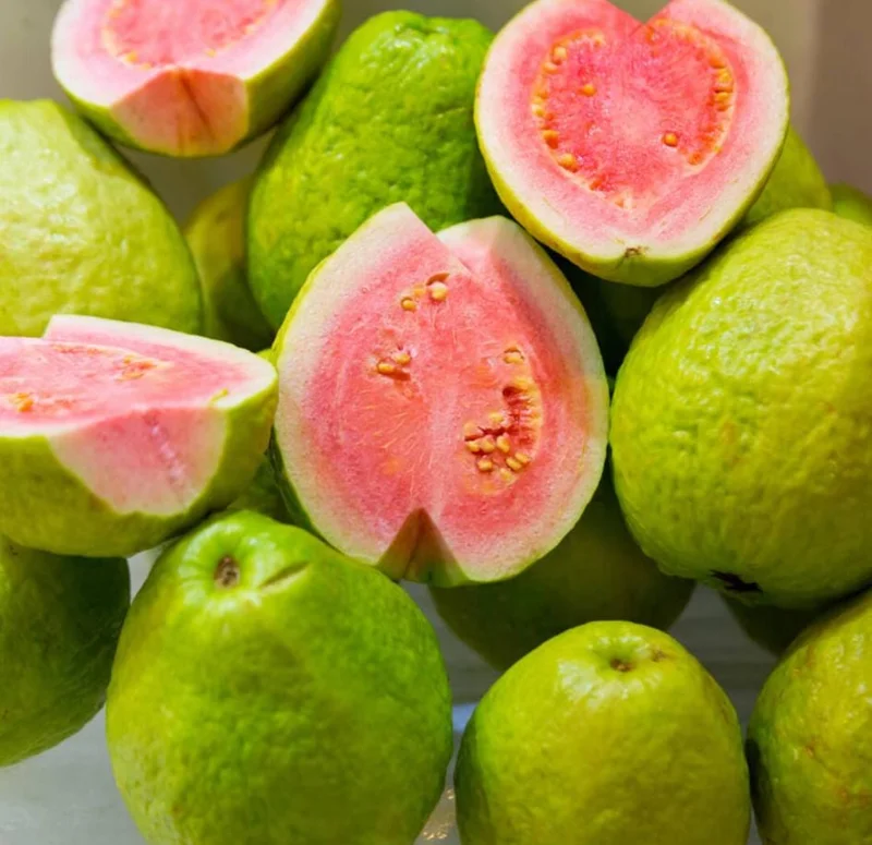 Pink Guava Tree Live Plant - 4 to 7 Inches Tall, Tropical Fruit for Indoor/Outdoor - Image 3