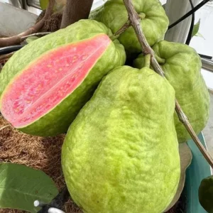 Pink Guava Tree Live Plant - 4 to 7 Inches Tall, Tropical Fruit for Indoor/Outdoor - Image 4