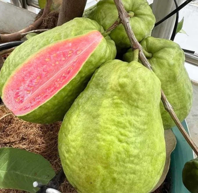 Pink Guava Tree Live Plant - 4 to 7 Inches Tall, Tropical Fruit for Indoor/Outdoor - Image 4