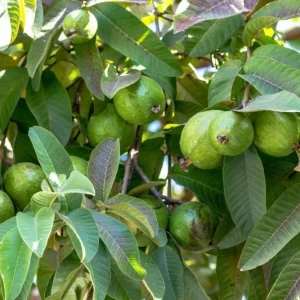 Pink Guava Tree Live Plant - 4 to 7 Inches Tall, Tropical Fruit for Indoor/Outdoor - Image 5