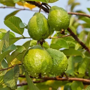 Pink Guava Tree Live Plant - 4 to 7 Inches Tall, Tropical Fruit for Indoor/Outdoor - Image 6