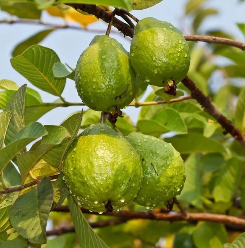 Pink Guava Tree Live Plant - 4 to 7 Inches Tall, Tropical Fruit for Indoor/Outdoor - Image 6