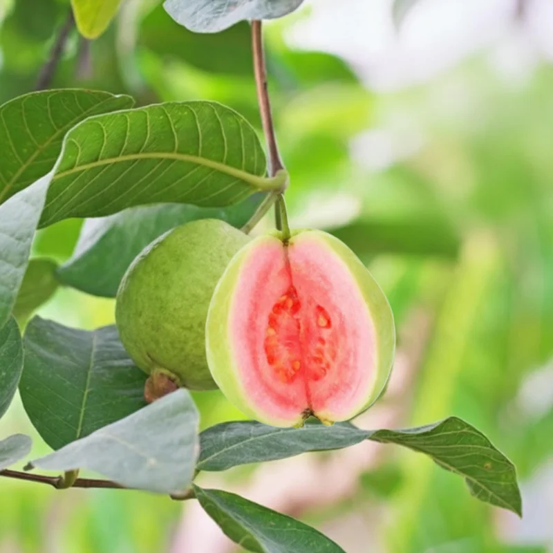 Pink Guava Tree Live Plant - 4 to 7 Inches Tall, Tropical Fruit for Indoor/Outdoor - Image 1