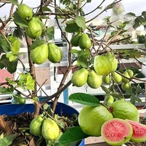 Pink Guava Tree Live Plant Starter - 7-12