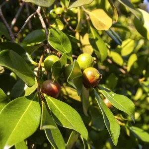 Pink Guava Tree Live Plant - Strawberry Guava Starter 5-9 Inch Tall - Image 3