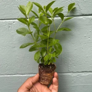 Pink Guava Tree Live Plant - Strawberry Guava Starter 5-9 Inch Tall - Image 7