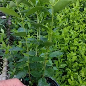 Pink Guava Tree Live Plant - Strawberry Guava Starter 5-9 Inch Tall - Image 8