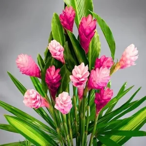 Pink Hawaiian Ginger Live Plant – 4-9 Inch Tall – Tropical Flowers for Garden - Image 5