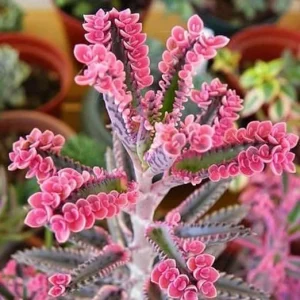 Pink Kalanchoe Live Plant in 2 Inch Pot - Mother of Thousands Succulent - Image 7