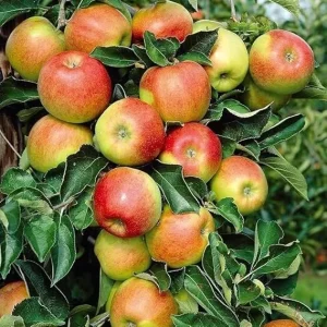 Pink Lady Apple Tree Live Plant 4-5 Ft Tall - Sweet Red Apples, Full Sun - Image 6