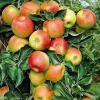 Pink Lady Apple Tree Live Plant 4-5 Ft Tall - Sweet Red Apples, Full Sun - Image 1