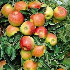 Pink Lady Apple Tree Live Plant 4-5 Ft Tall - Sweet Red Apples, Full Sun - Image 1