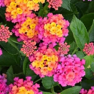Pink Lantana Live Plant – 4 Inch Pot – Perennial Outdoor Flowers – 4-6 Inch Tall - Image 4