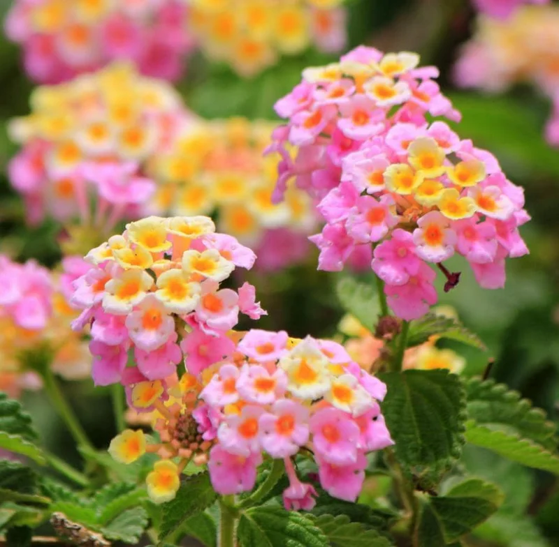 Pink Lantana Live Plant – Perennial Flowers – 4-6 Inch Tall – Outdoor - Image 1