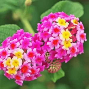 Pink Lantana Live Plant – Perennial Flowers – 4-6 Inch Tall – Outdoor - Image 2