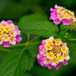 Pink Lantana Live Plant – Perennial Flowers – 4-6 Inch Tall – Outdoor - Image 3