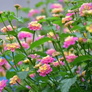 Pink Lantana Live Plant – Perennial Flowers – 4-6 Inch Tall – Outdoor - Image 4