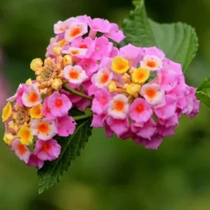 Pink Lantana Live Plant – Perennial Flowers – 4-6 Inch Tall – Outdoor - Image 5