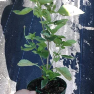 Pink Lantana Live Plant – Perennial Flowers – 4-6 Inch Tall – Outdoor - Image 6