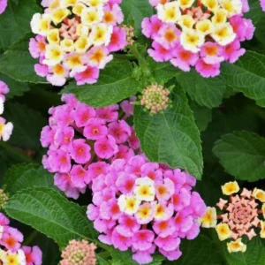 Pink Lantana Live Plant – Perennial Flowers – 4-6 Inch Tall – Outdoor - Image 7