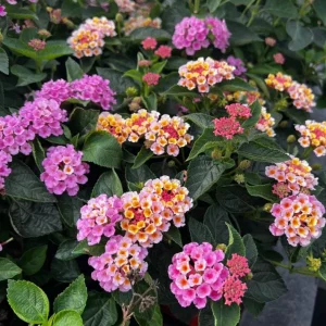 Pink Lantana Live Plant – Perennial Flowers – 4-6 Inch Tall – Outdoor - Image 8