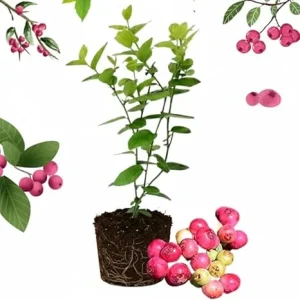 Pink Lemonade Blueberry Live Plant - 4-8 Inch Starter Bush for Garden or Patio - Image 5