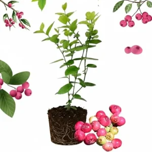 Pink Lemonade Blueberry Live Plant - 4-8 Inch Starter Bush for Garden or Patio - Image 6