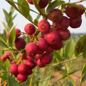 Pink Lemonade Blueberry Live Plant - Rabbiteye Vaccinium - 6-8 in Tall Outdoor Edible Fruit Bush - Image 2