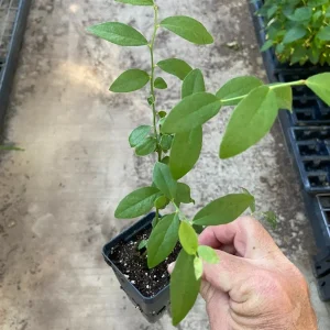 Pink Lemonade Blueberry Live Plant - Rabbiteye Vaccinium - 6-8 in Tall Outdoor Edible Fruit Bush - Image 3
