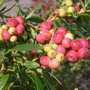 Pink Lemonade Blueberry Live Plant - Rabbiteye Vaccinium - 6-8 in Tall Outdoor Edible Fruit Bush - Image 1