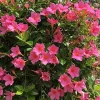 Pink Mandevilla Live Plants - 2 Pack, 4-6 Inch Tall Tropical Vine for Indoor & Outdoor - Image 1