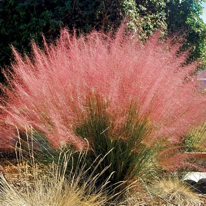 Pink Muhly Grass Live Plant, 2-Pack, 5-9" Tall, Outdoor Ornamental - Image 6