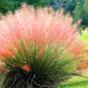 Pink Muhly Grass Live Plants - 2 Pack, Ornamental Garden Perennial, 5-9 Inch - Image 2