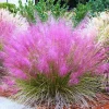 Pink Muhly Grass Live Plants - 2 Pack, Ornamental Garden Perennial, 5-9 Inch - Image 1