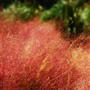 Pink Muhly Grass Live Plants - 3 Pack, 5-9 Inch Tall, Ornamental - Image 2