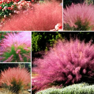 Pink Muhly Grass Live Plants - 3 Pack, 5-9 Inch Tall, Ornamental - Image 3