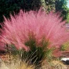 Pink Muhly Grass Live Plants - 3 Pack, 5-9 Inch Tall, Ornamental - Image 1