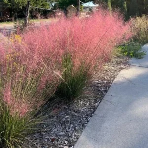Pink Muhly Grass Plant - Live Ornamental Grass, 2 Starter Plants, 5-9 Inches Tall, Hardy Perennial - Image 2
