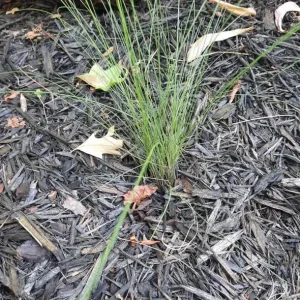Pink Muhly Grass Plant - Live Ornamental Grass, 2 Starter Plants, 5-9 Inches Tall, Hardy Perennial - Image 3