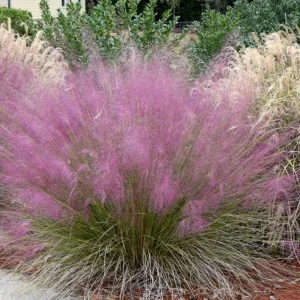 Pink Muhly Grass Plant - Live Ornamental Grass, 2 Starter Plants, 5-9 Inches Tall, Hardy Perennial - Image 4