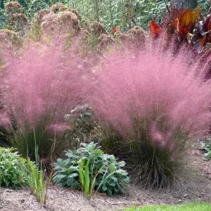 Pink Muhly Grass Plant - Live Ornamental Grass, 2 Starter Plants, 5-9 Inches Tall, Hardy Perennial - Image 5