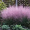 Pink Muhly Grass Plant - Live Ornamental Grass, 2 Starter Plants, 5-9 Inches Tall, Hardy Perennial - Image 1